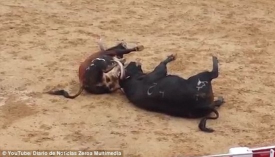 致命冲撞!西班牙两斗牛头部高速对撞 瞬间死去
