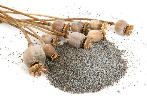 麻辣烫加罂粟获刑 两招快速辨别罂粟壳