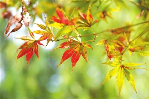 冷空气和台风齐来 本周苏州天气将多雨