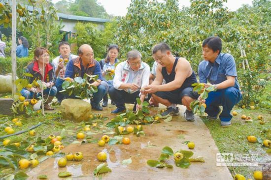 台風“鲇魚”致全台農損逾10億 水果受重創（圖）