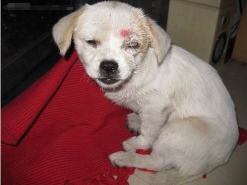 狗狗早期狂犬病症状