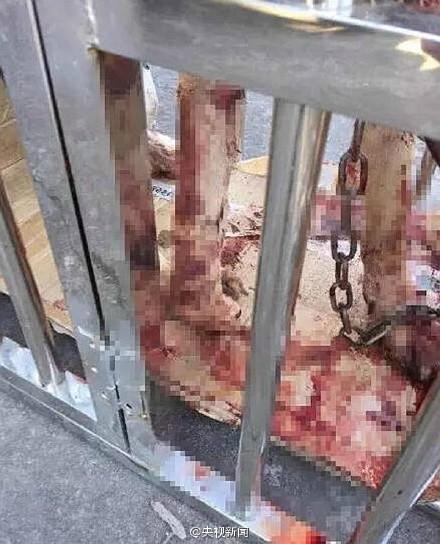 茶农被流浪狗舔手后身亡 狂犬病的早期症状(图