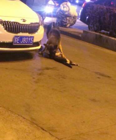 茶农被流浪狗舔手后身亡 狂犬病的早期症状(图