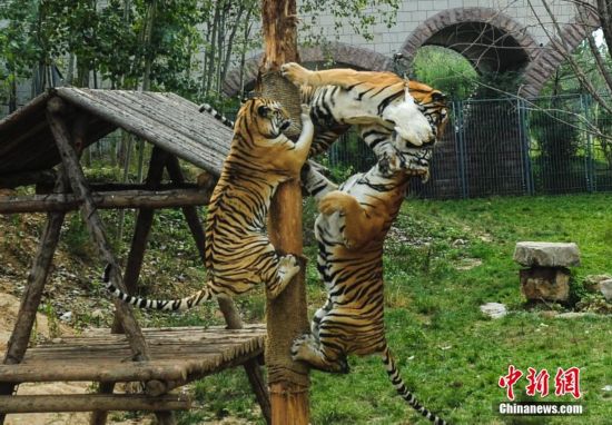 四川乐山大佛游客爆棚 排队三小时才能看到大