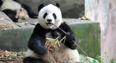 游客成都熊猫基地排长队 滚滚发呆卖萌啃竹子