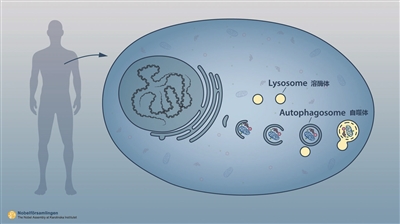 南大专家:细胞自噬是把 双刃剑 要合理驾驭
