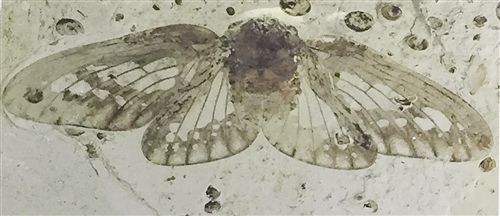 广西自然博物馆"恐龙时代的小精灵——昆虫化石展"受欢迎