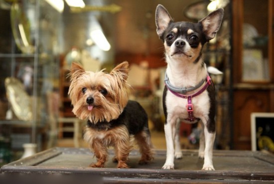 萌!美迷你约克犬成世界最小工作犬治愈不少病