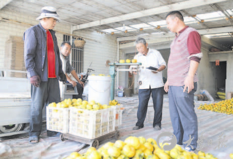 盐城大丰柿子成熟 销往浙江山东等地