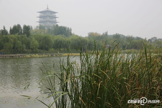 芦苇荡婚纱照_国画芦苇荡