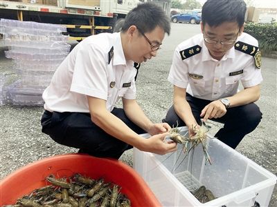 杭州活体淡水龙虾跳上韩国餐桌