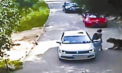 八达岭老虎咬人伤者家属首曝:下车因晕车