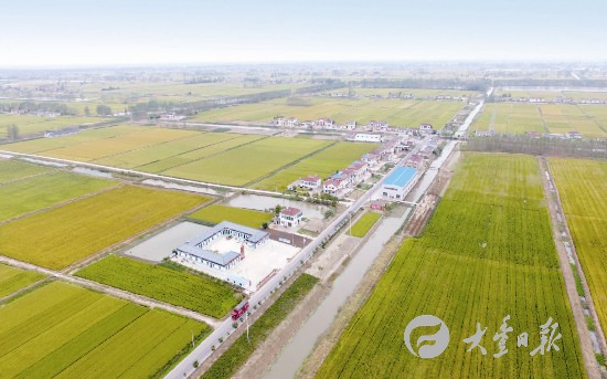 盐城大丰稻田被秋色层层印染 一片丰收景象--人