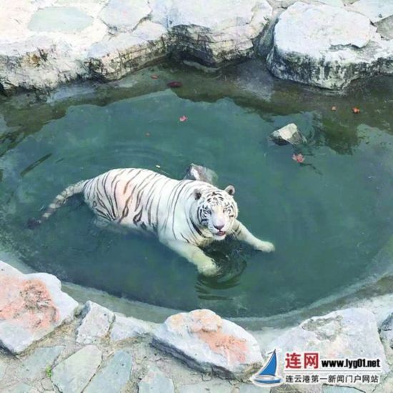 连云港新浦公园动物园白虎妈妈产龙凤胎
