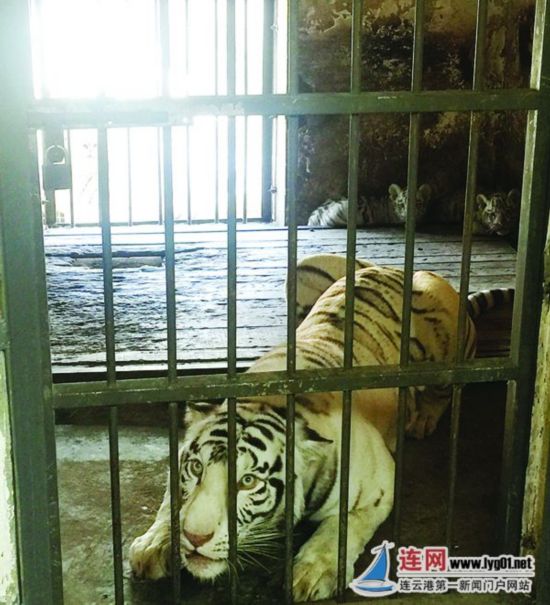 连云港新浦公园动物园白虎妈妈产龙凤胎--人民