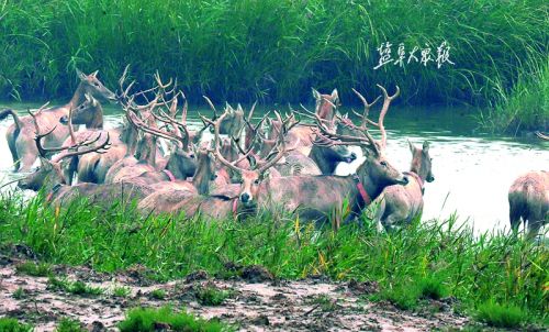 盐城大丰:30头麋鹿野放沿海滩涂无人区--人民