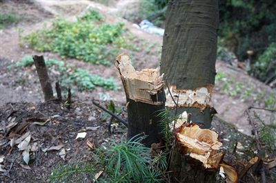 新余太阳城湖边山林遭毁容 市民呼吁真的该