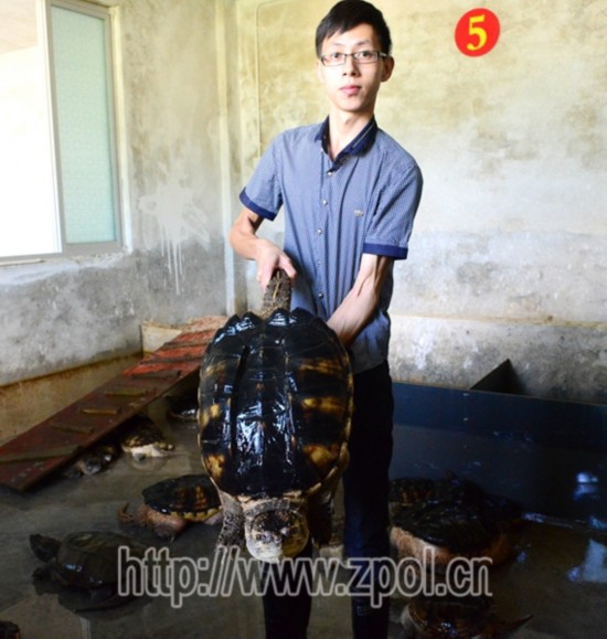 【走转改系列报道】昭平:佛鳄龟养殖成致富新