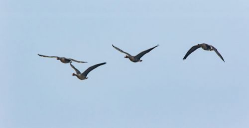 宿迁泗洪洪泽湖湿地首次发现白额雁--人民网江