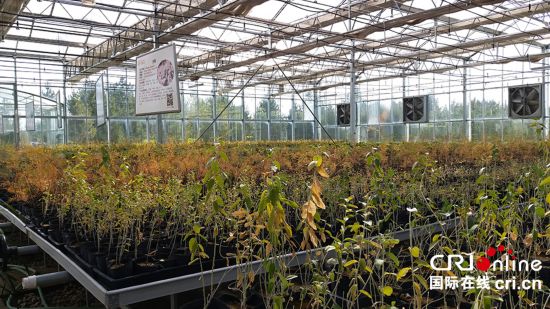 巴基斯坦媒體：庫布其的變化是一場生態革命