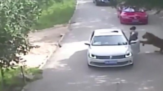 中消协回应老虎伤人事件:消费者违规≠经营者