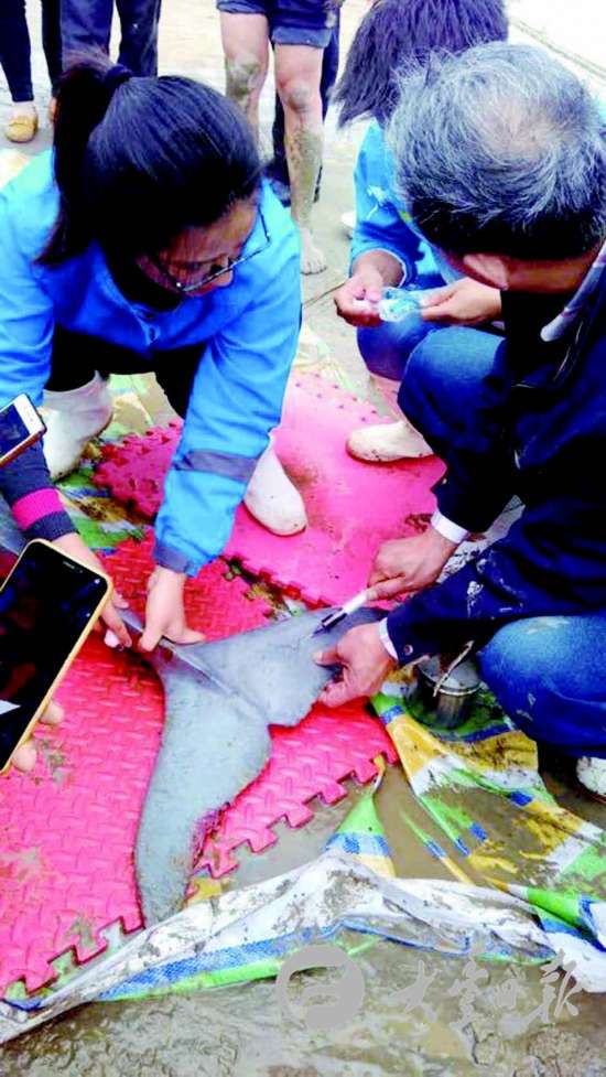 盐城大丰港海洋世界救助江豚 待其康复后放生