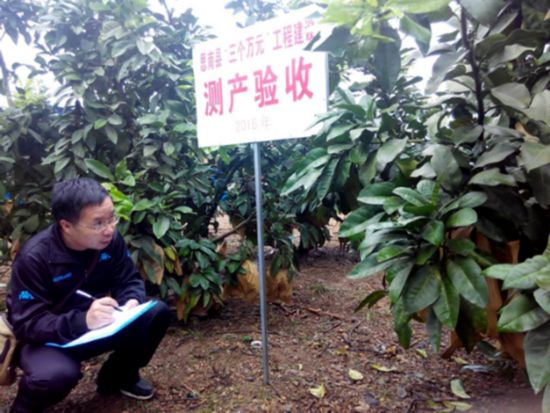 市农委专家组对我县三个万元工程精品水果产