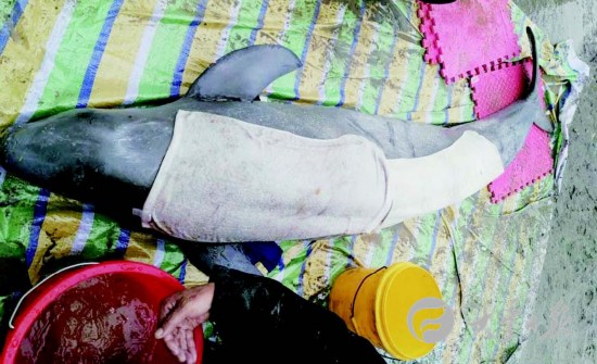 盐城大丰港海洋世界救助江豚 待其康复后放生