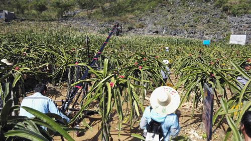 中央电视台到平果进行《大秋收》直播录制