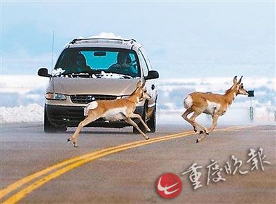 3辆豪车高速避让流浪狗 致连环车祸损失十多万