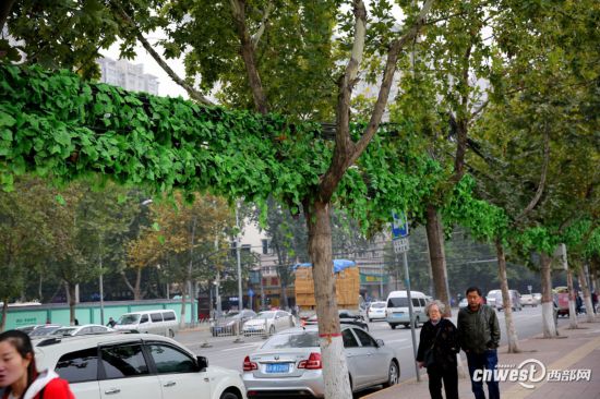 西安 绿叶 装扮一路段架空光缆 遮丑城市 蜘蛛网