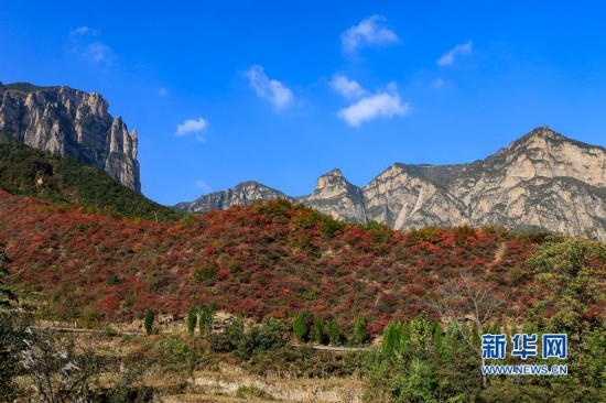 河南安阳林州太行山上红叶尽染