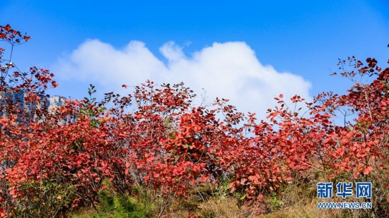 河南安阳林州太行山上红叶尽染