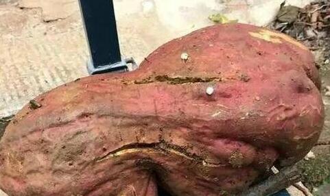 农民挖出巨无霸红薯重达15公斤吓死人的巨型植物（组图）