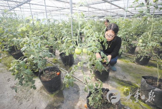 盐城大丰盐土大地培育海水蔬菜 畅销海外--人民