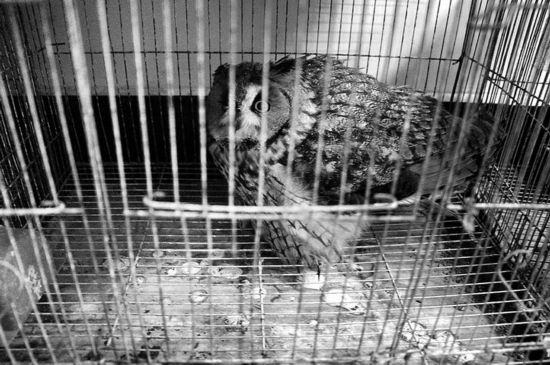 非法收购野生鸟类 嫌疑人在延安被抓