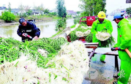 盐城大丰大中镇青蒜俏销 收购价格每公斤6元-