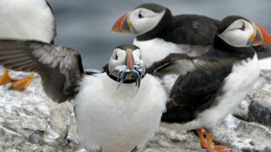 大量海鸟因误食塑料垃圾死亡 分解后气味类似