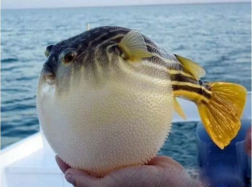 食用河豚26年后正式解禁 首批开放2个品种