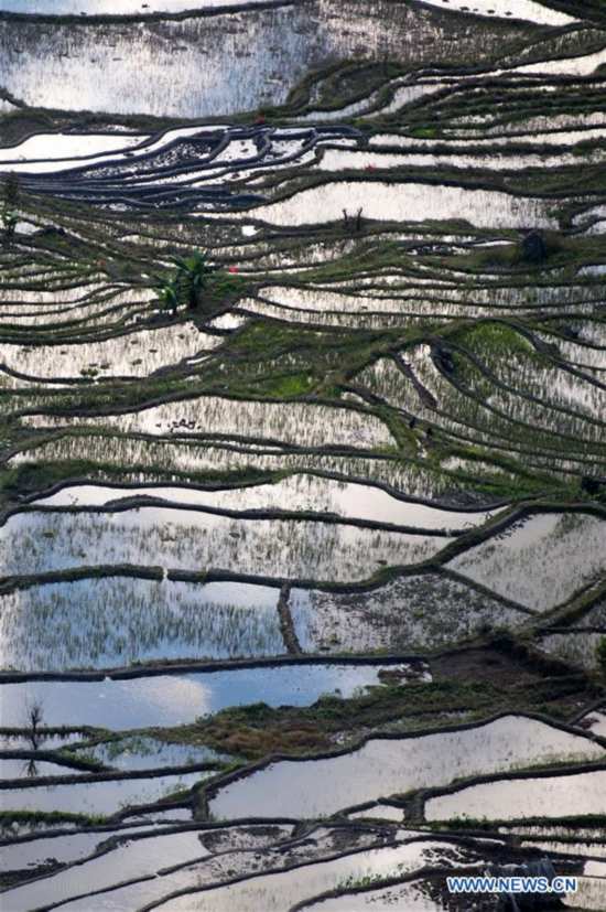 CHINA-YUNNAN-HONGHE-HANI RICE TERRACE (CN)