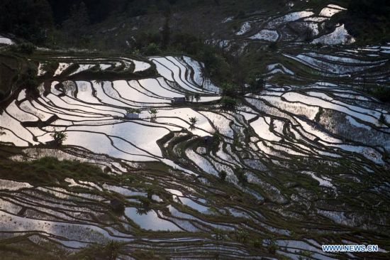 CHINA-YUNNAN-HONGHE-HANI RICE TERRACE (CN)