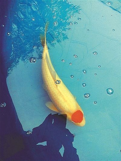 徐州举办锦鲤精品拍卖会 一条锦鲤拍出2万元