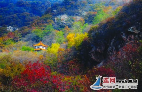 连云港花果山景区银杏枫叶进入最佳观赏期--人