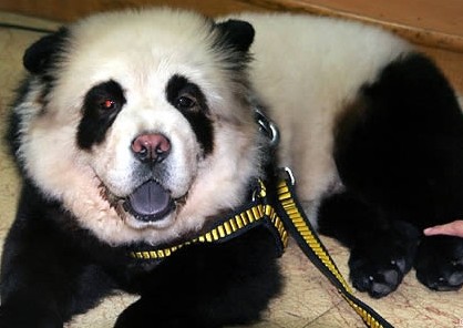 渔民捕到神秘龙虾五彩斑斓 蓝色螃蟹超罕见(图