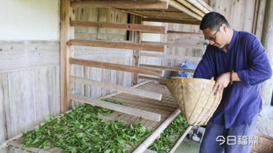 非遗传承人候选人演绎福鼎白茶传统制作技艺