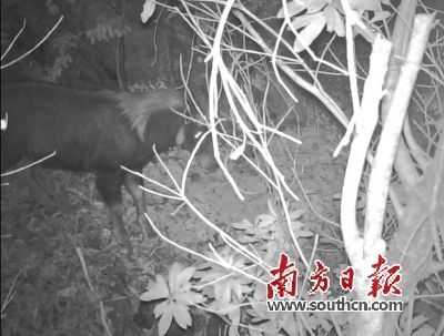 韶关车八岭保护区拍摄到四不像出没视频