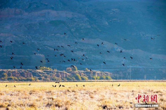 四川炉霍霍尔章谷湿地出现大批黑鹳(高清组图
