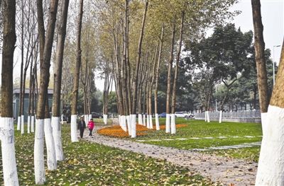 树木错落有致各种花儿开 成都三环路扩能提升