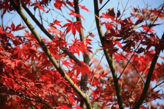 常州青枫公园色叶树最佳观赏期即将到来--人民