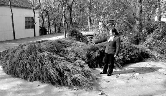 女子擅自砍伐风景树被刑拘